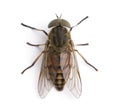 Giant horse fly in front of a white background Royalty Free Stock Photo