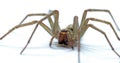 Giant House Spider Royalty Free Stock Photo