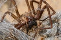 Giant House Spider, Eratigena atrica