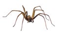 Giant house spider frontal isolated on white background Royalty Free Stock Photo