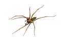 Giant house spider isolated on white background Royalty Free Stock Photo