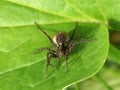 Giant House Spider with laying eggs Royalty Free Stock Photo