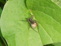 Giant House Spider with laying eggs Royalty Free Stock Photo