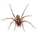 Giant house spider (tegenaria atrica) Royalty Free Stock Photo