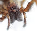 Giant House Spider Royalty Free Stock Photo