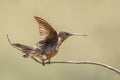 Giant Hummingbird - Patagona gigas
