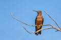 Giant Hummingbird - Patagona gigas