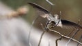 Giant hummingbird in flight