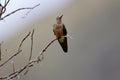 Giant Hummingbird 843445