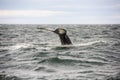 Giant Humpback Whale Tale in Iceland