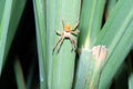 Giant huntsman spider, olios lamarcki, Pune, Maharashtra