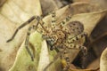 Giant huntsman spider, Sparassidae, Satara, Maharashtra