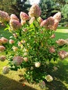 Giant hydrangea in the garden