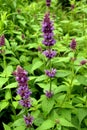 Giant Hyssop : Agastache `Blue Boa`