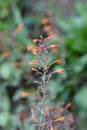 Giant hyssop Apricot Sprite