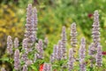 Giant hyssop flowers