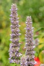 Giant hyssop flowers