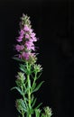 Giant Hyssop Pink Dark Background Royalty Free Stock Photo