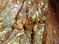 Giant Ichneumon Wasp (Megarhyssa macrurus)