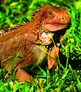 Giant Iguana Costa Rica Royalty Free Stock Photo