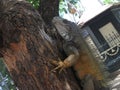 Giant iguana in a park in guayaquil, climbing a tree Royalty Free Stock Photo