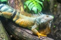 Giant iguana portrait is resting in the zoo. Royalty Free Stock Photo