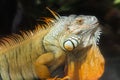 Giant iguana portrait is resting in the zoo Royalty Free Stock Photo