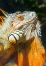 Giant iguana portrait is resting in the zoo Royalty Free Stock Photo