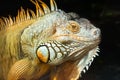 Giant iguana portrait is resting in the zoo Royalty Free Stock Photo