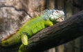 Giant iguana portrait is resting in the zoo Royalty Free Stock Photo