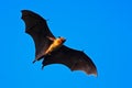 Giant Indian Fruit Bat, Pteropus giganteus, on the clear blue sky, flying mouse in the nature habitat, Yala National Park, Sri Lan