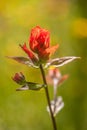 Giant Indian Red Paintbrush