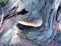 Giant inedible mushroom of species Tapinella atrotomentosa growing on an elder wood of spruce tree | Velvet-footed pax of a plate Royalty Free Stock Photo