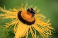 Giant Inula Helenium flower with a bumblebee