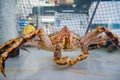 Giant Japanese Crab in fish tank