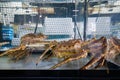 Giant Japanese Crab in fish tank