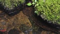 Giant Japanese Salamander Andrias Japonicus, In the Rivers of Tottori, Japan