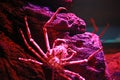 Giant Japanese Spider Crab in aquarium tank Royalty Free Stock Photo