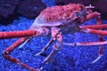 Giant Japanese Spider Crab