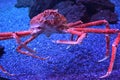 Giant Japanese Spider Crab Royalty Free Stock Photo