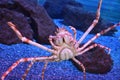 Giant Japanese Spider Crab Royalty Free Stock Photo