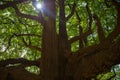 Ancient tree with broad spreading branches. Low angle view to green canopy and sun flare Royalty Free Stock Photo