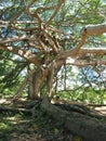 Giant Javan Fig Tree - Roots and branches