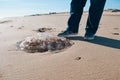 Giant jellyfish stranded on the shore of the ocean Royalty Free Stock Photo