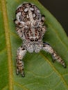 Giant Jumping Spider