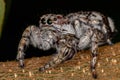 Giant Jumping Spider