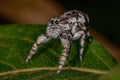 Giant Jumping Spider