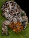 Giant Jumping Spider