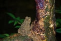 Giant jungle toad or River Toad , Asian giant toad Phrynoidis aspera, wildlife,Thailand