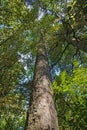 Giant Kahikatea Tree in Deans Bush, New Zealand Royalty Free Stock Photo